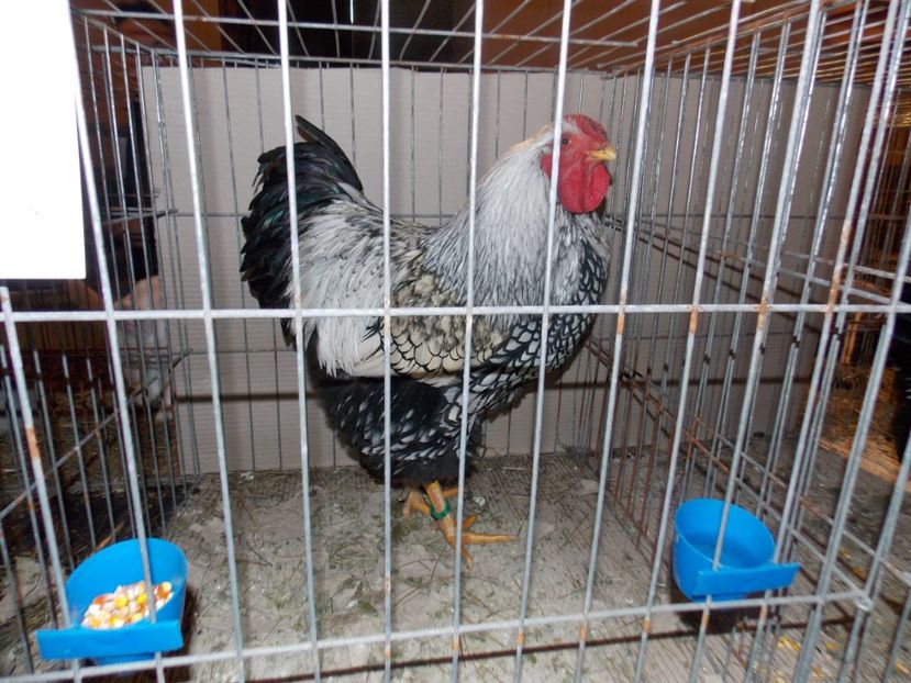  - EXPO-2020-ODORHEIU SECUIESC