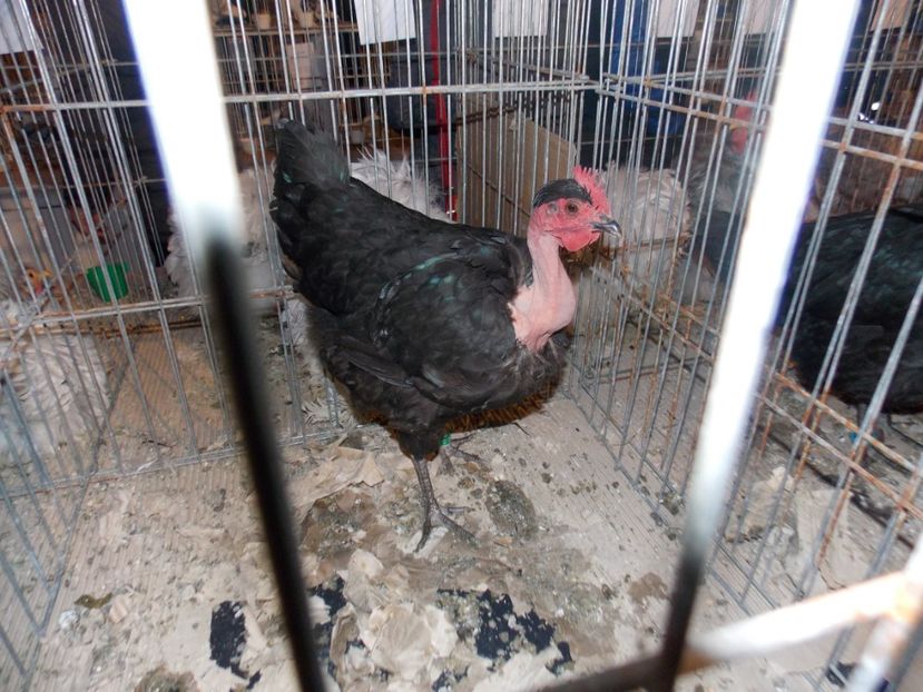  - EXPO-2020-ODORHEIU SECUIESC