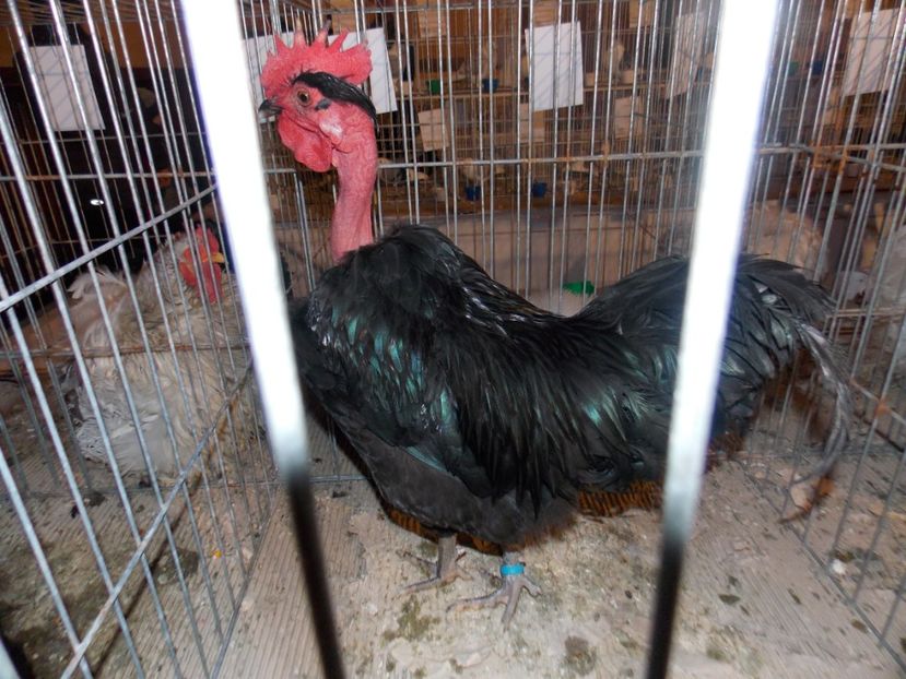  - EXPO-2020-ODORHEIU SECUIESC