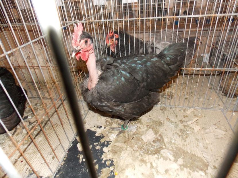  - EXPO-2020-ODORHEIU SECUIESC