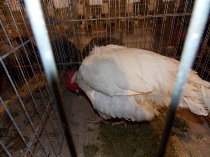  - EXPO-2020-ODORHEIU SECUIESC