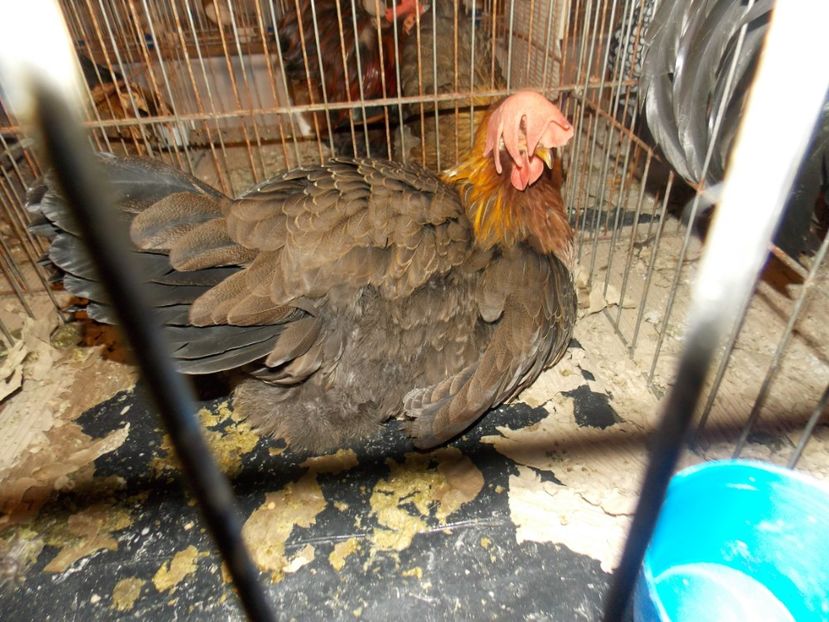  - EXPO-2020-ODORHEIU SECUIESC