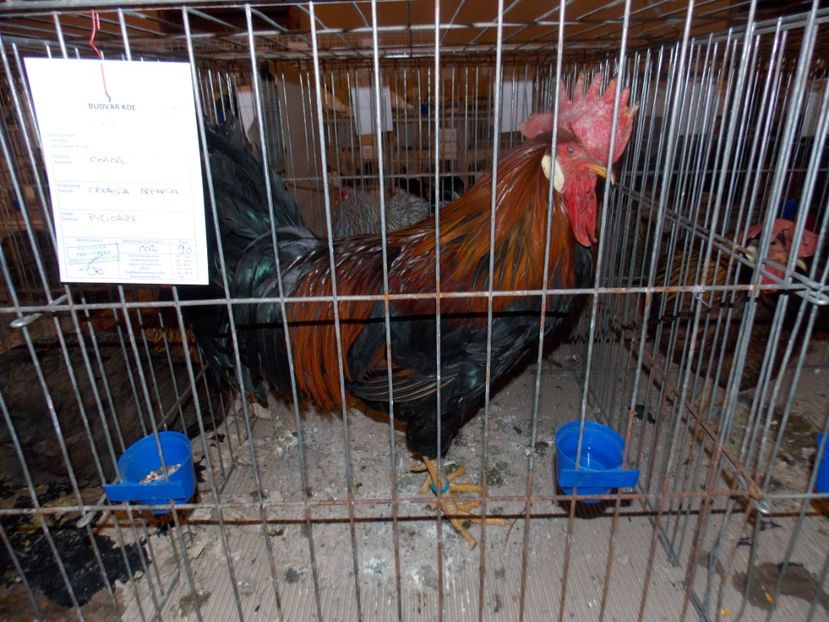  - EXPO-2020-ODORHEIU SECUIESC