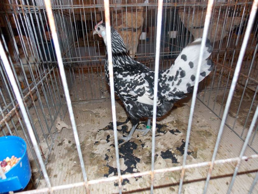  - EXPO-2020-ODORHEIU SECUIESC