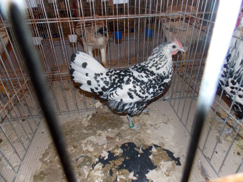  - EXPO-2020-ODORHEIU SECUIESC