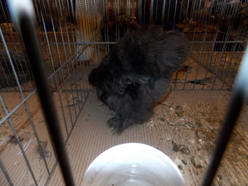  - EXPO-2020-ODORHEIU SECUIESC