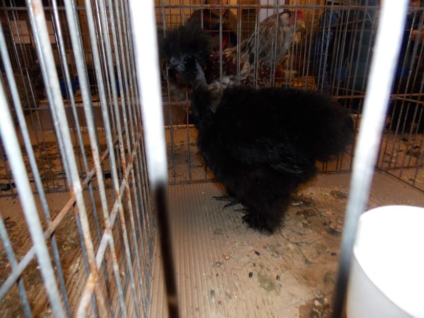  - EXPO-2020-ODORHEIU SECUIESC