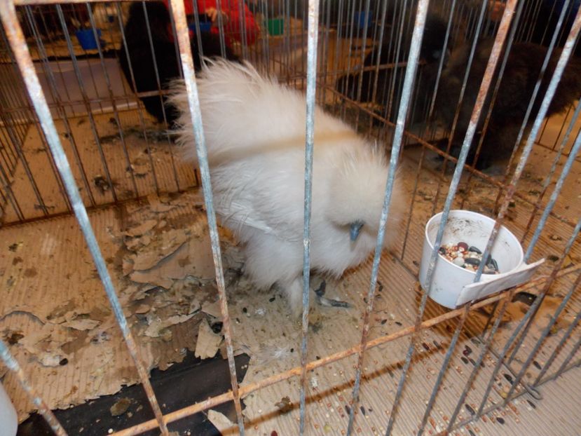  - EXPO-2020-ODORHEIU SECUIESC