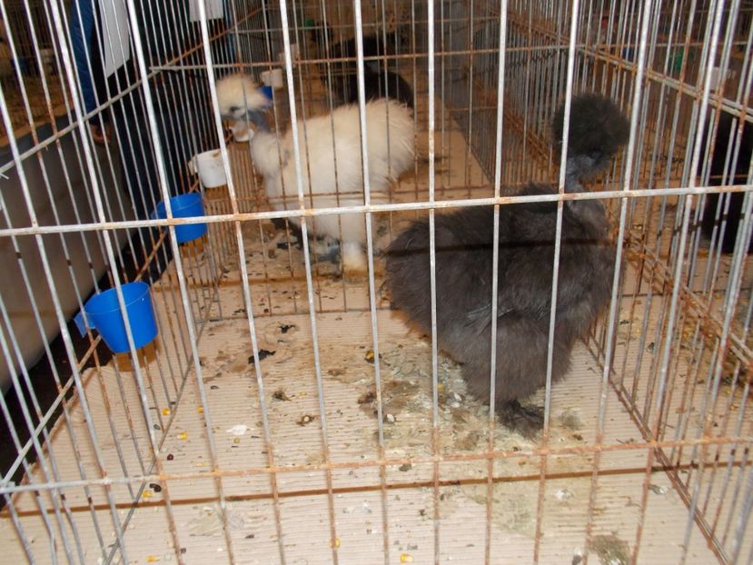  - EXPO-2020-ODORHEIU SECUIESC