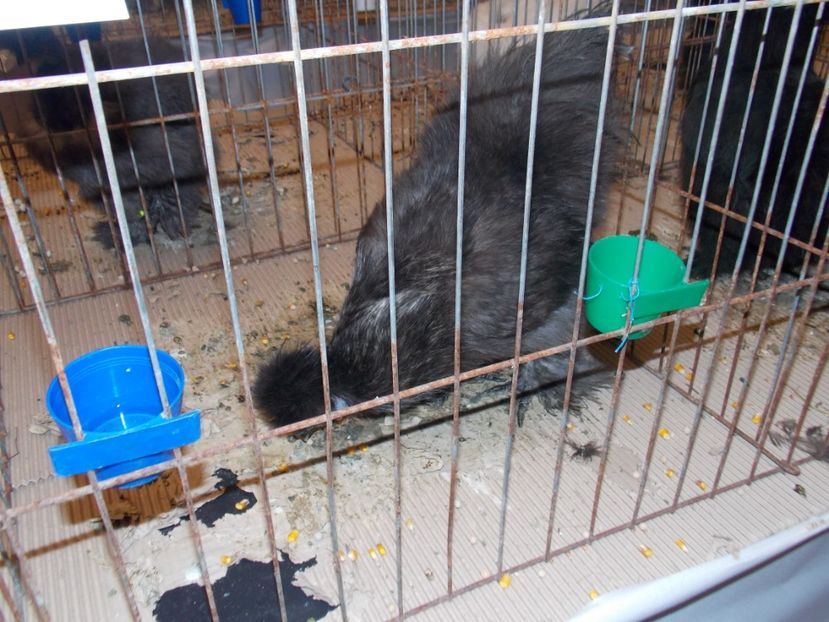  - EXPO-2020-ODORHEIU SECUIESC