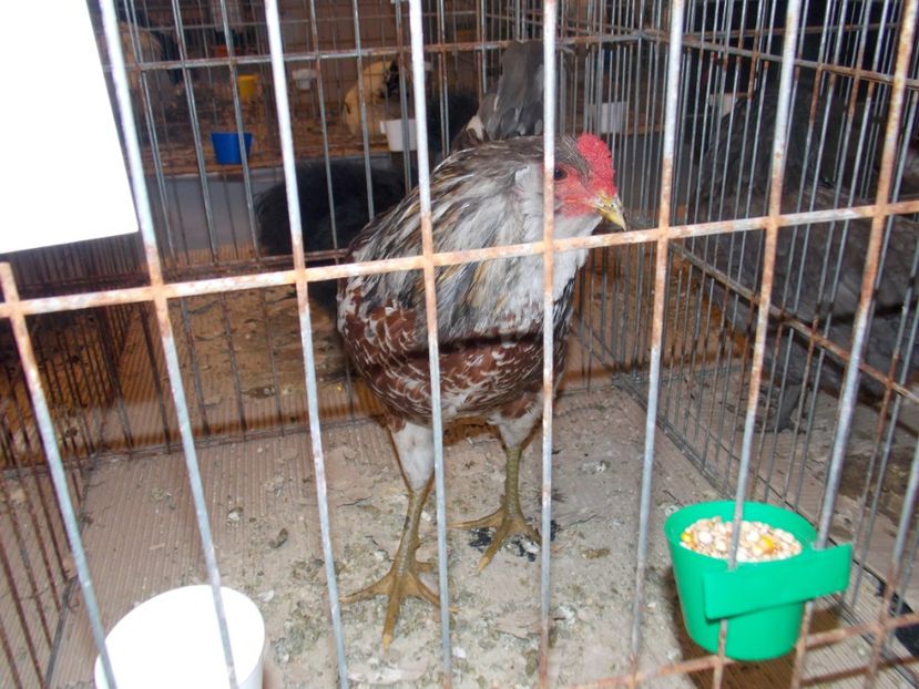  - EXPO-2020-ODORHEIU SECUIESC