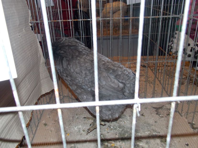  - EXPO-2020-ODORHEIU SECUIESC