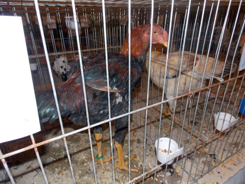  - EXPO-2020-ODORHEIU SECUIESC