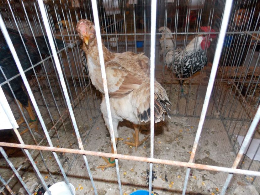  - EXPO-2020-ODORHEIU SECUIESC