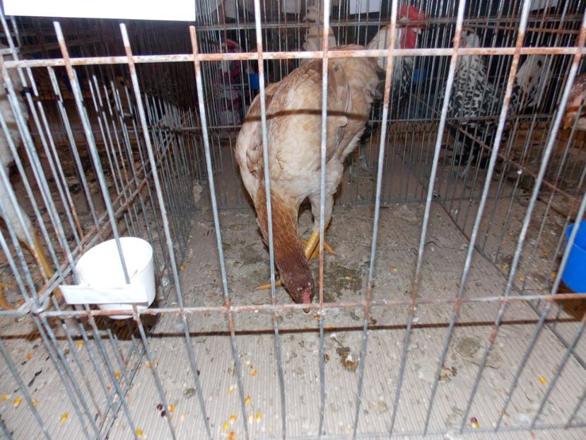  - EXPO-2020-ODORHEIU SECUIESC