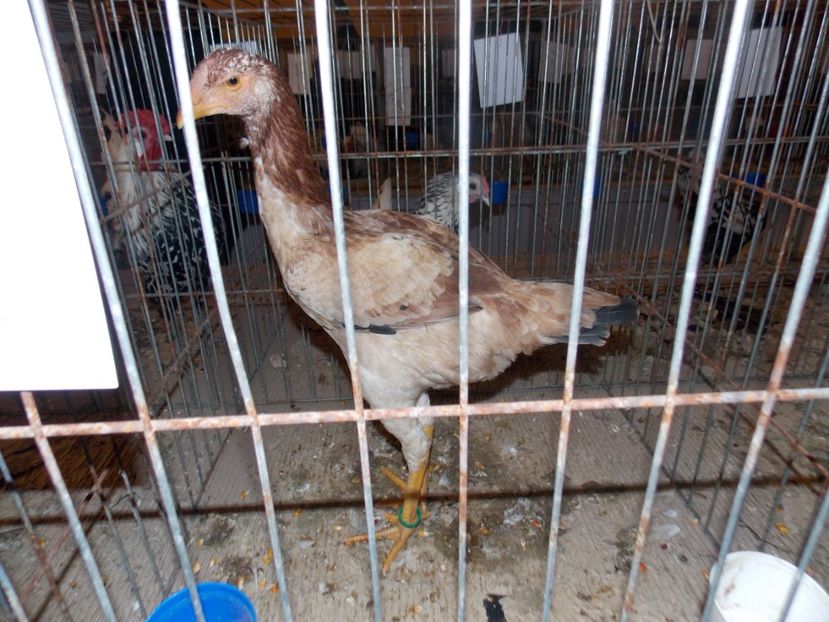  - EXPO-2020-ODORHEIU SECUIESC