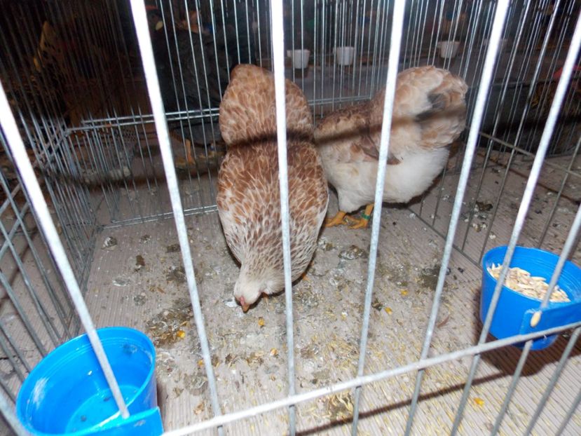  - EXPO-2020-ODORHEIU SECUIESC