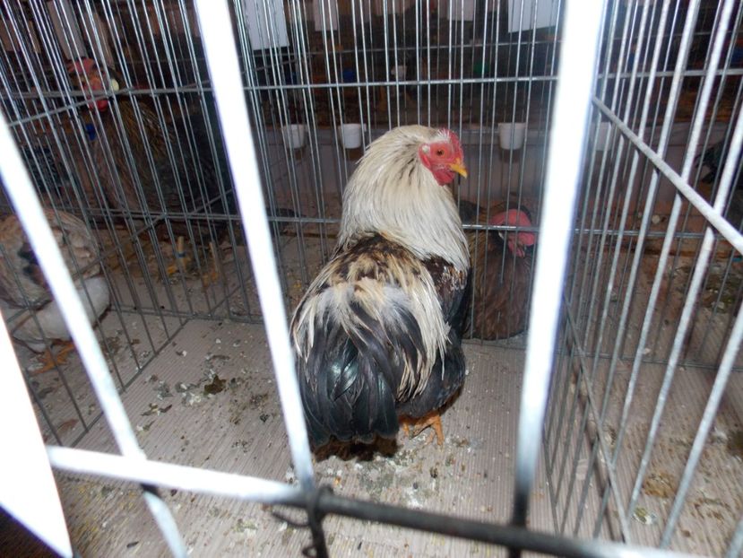  - EXPO-2020-ODORHEIU SECUIESC