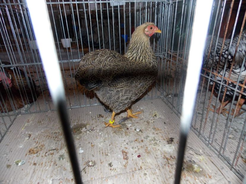  - EXPO-2020-ODORHEIU SECUIESC