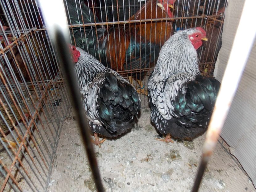  - EXPO-2020-ODORHEIU SECUIESC