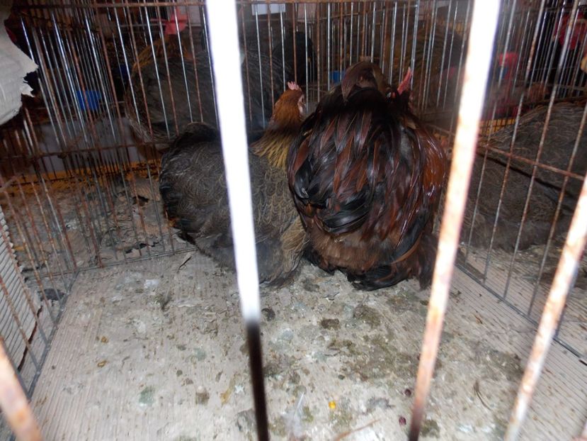  - EXPO-2020-ODORHEIU SECUIESC