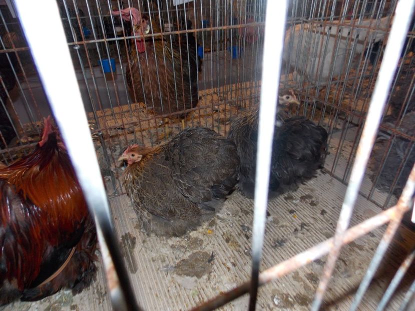  - EXPO-2020-ODORHEIU SECUIESC