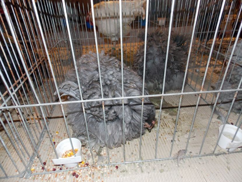  - EXPO-2020-ODORHEIU SECUIESC