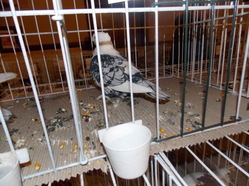  - EXPO-2020-ODORHEIU SECUIESC