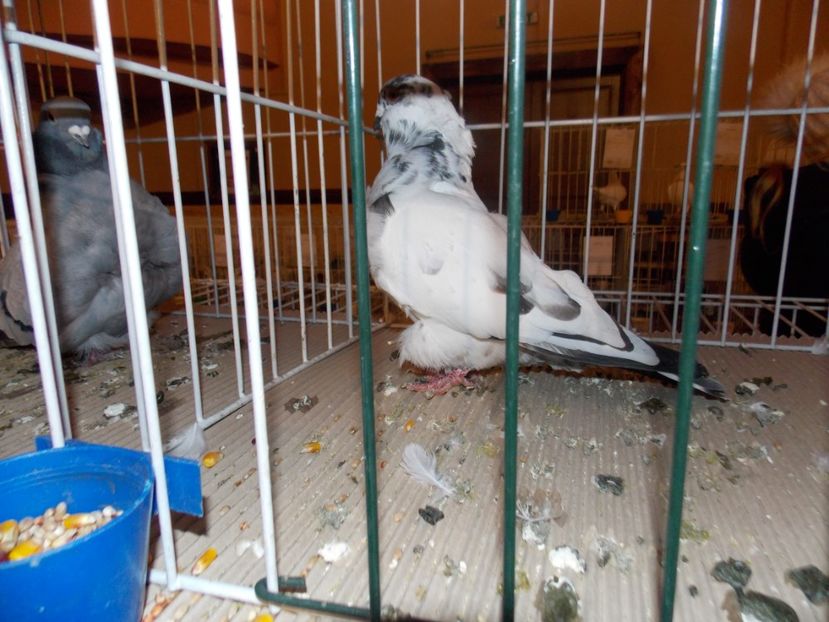  - EXPO-2020-ODORHEIU SECUIESC