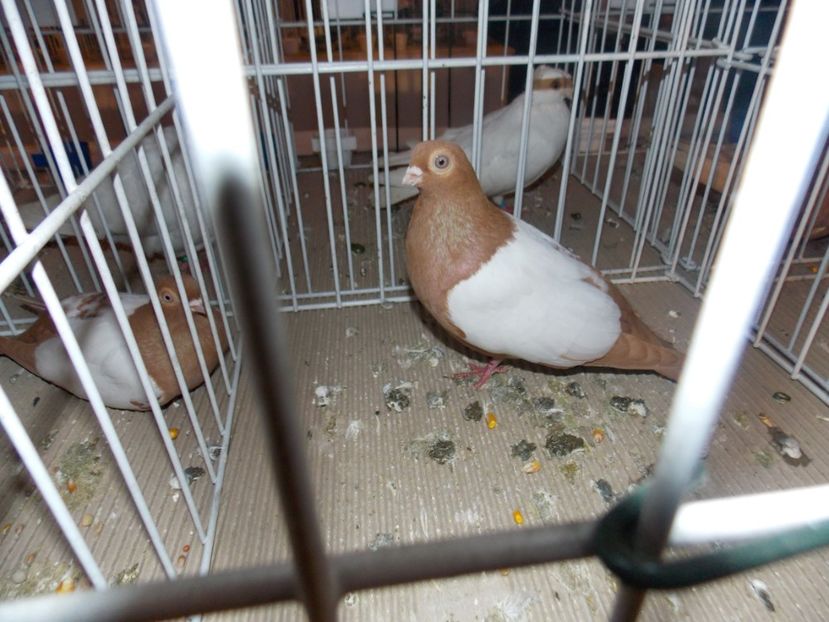  - EXPO-2020-ODORHEIU SECUIESC