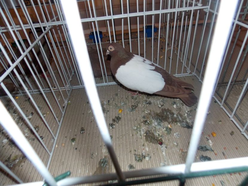  - EXPO-2020-ODORHEIU SECUIESC