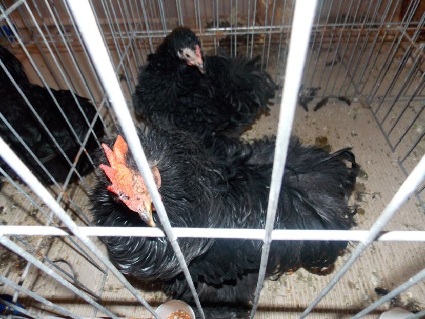  - EXPO-2020-ODORHEIU SECUIESC