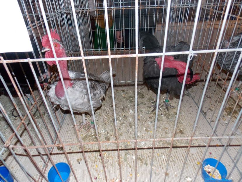  - EXPO-2020-ODORHEIU SECUIESC