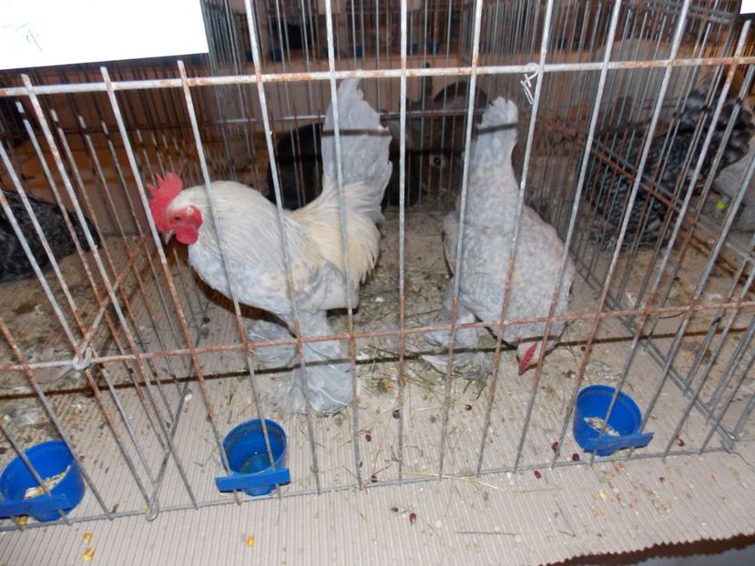  - EXPO-2020-ODORHEIU SECUIESC