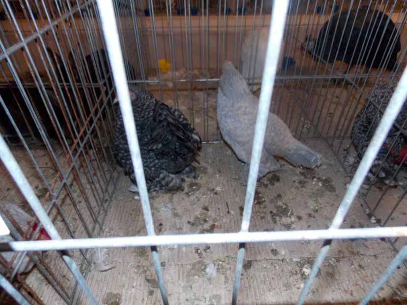  - EXPO-2020-ODORHEIU SECUIESC