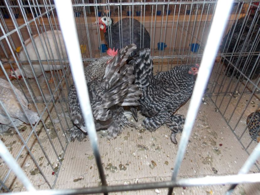  - EXPO-2020-ODORHEIU SECUIESC