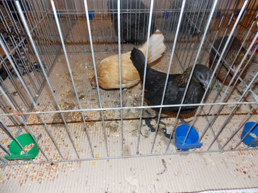  - EXPO-2020-ODORHEIU SECUIESC