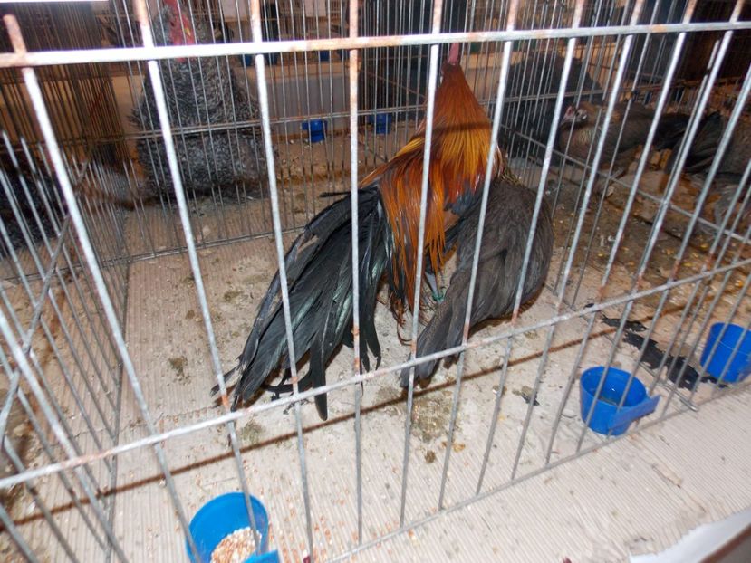  - EXPO-2020-ODORHEIU SECUIESC