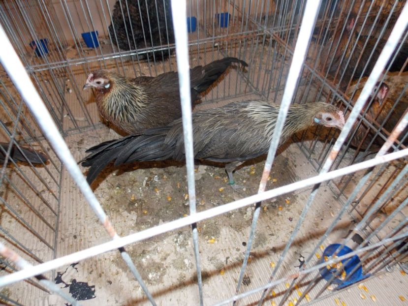  - EXPO-2020-ODORHEIU SECUIESC