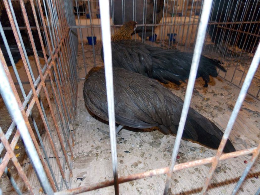  - EXPO-2020-ODORHEIU SECUIESC