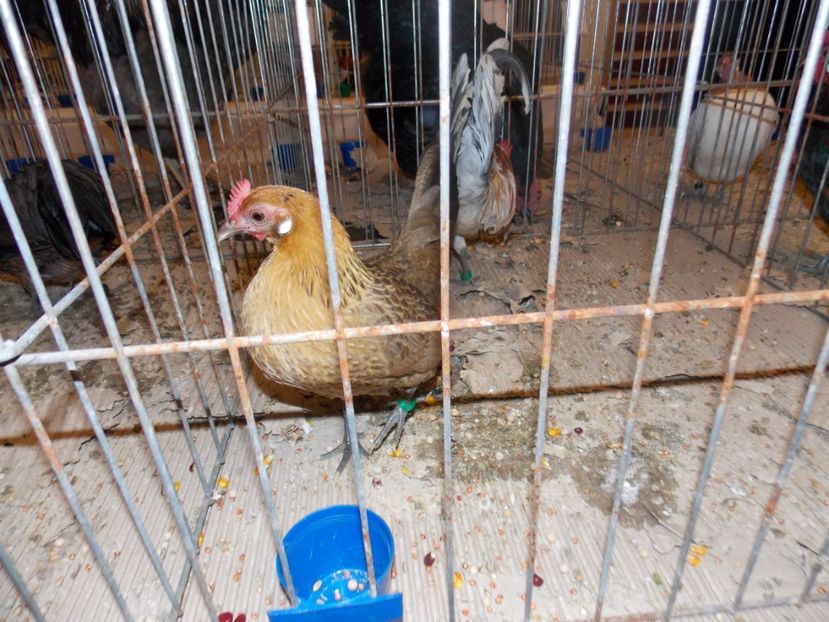  - EXPO-2020-ODORHEIU SECUIESC