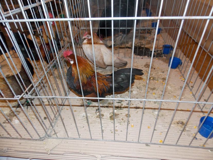  - EXPO-2020-ODORHEIU SECUIESC