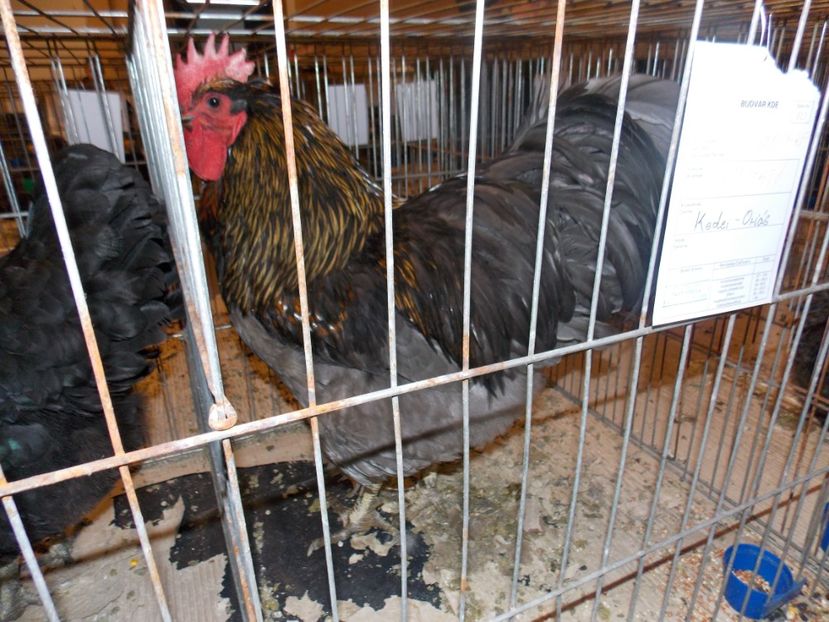  - EXPO-2020-ODORHEIU SECUIESC