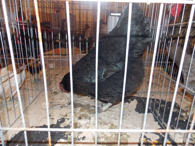  - EXPO-2020-ODORHEIU SECUIESC