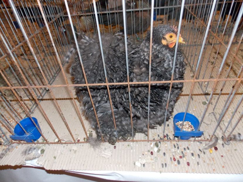  - EXPO-2020-ODORHEIU SECUIESC