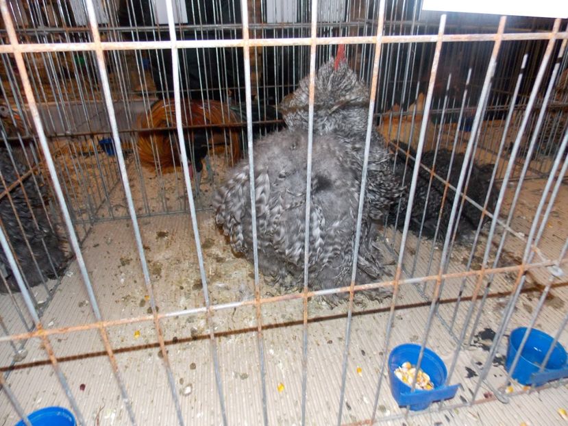  - EXPO-2020-ODORHEIU SECUIESC