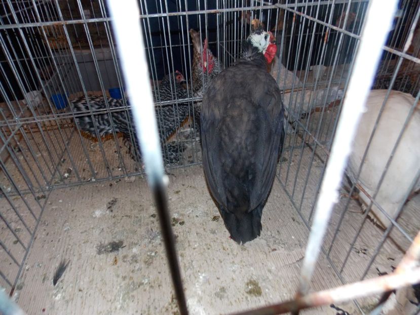  - EXPO-2020-ODORHEIU SECUIESC