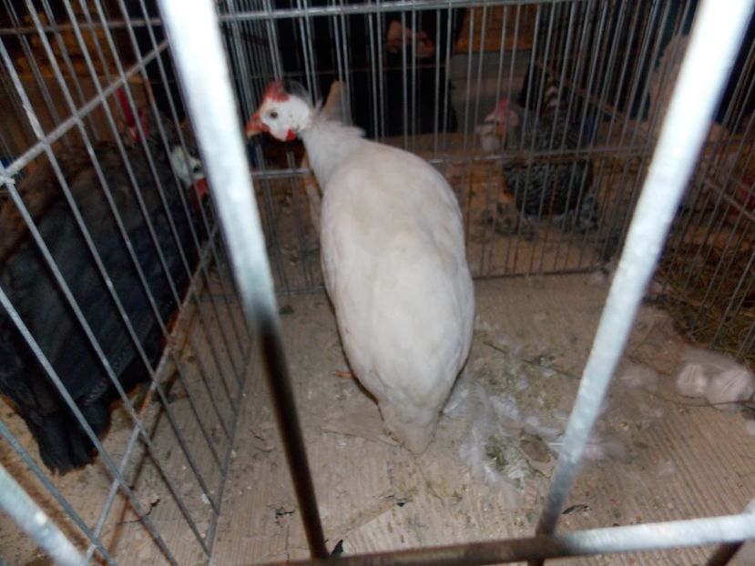  - EXPO-2020-ODORHEIU SECUIESC