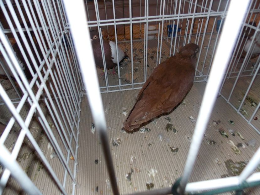  - EXPO-2020-ODORHEIU SECUIESC