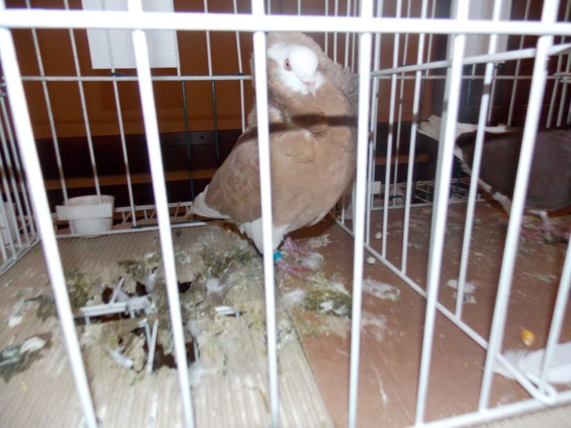  - EXPO-2020-ODORHEIU SECUIESC